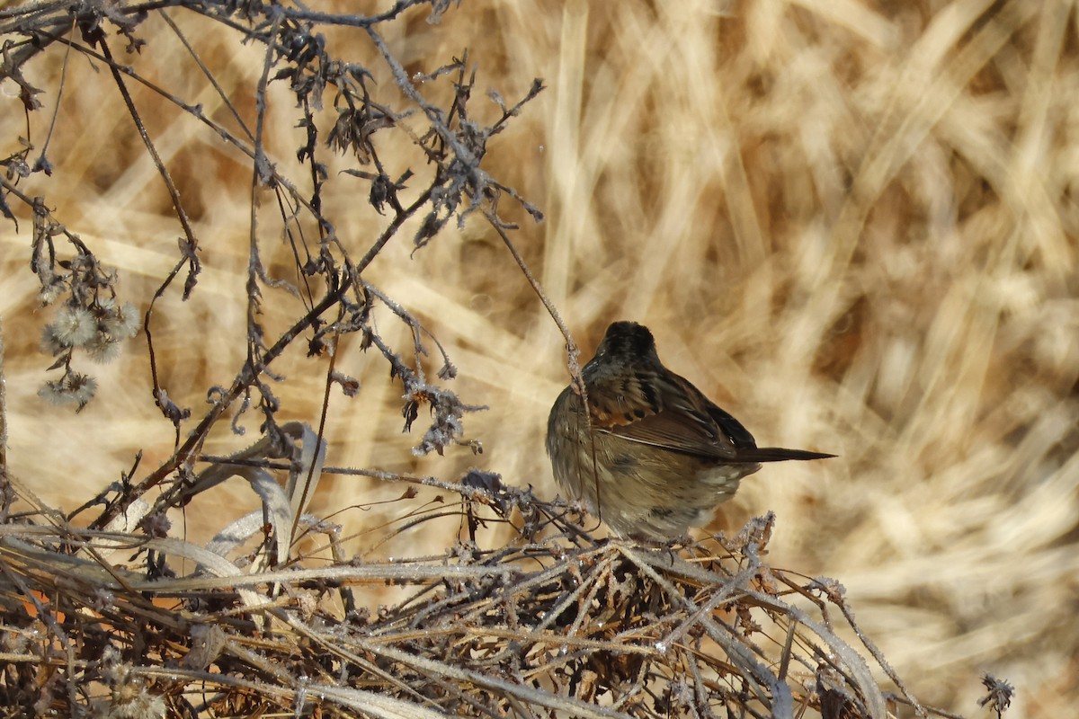 Swamp Sparrow - ML628092884