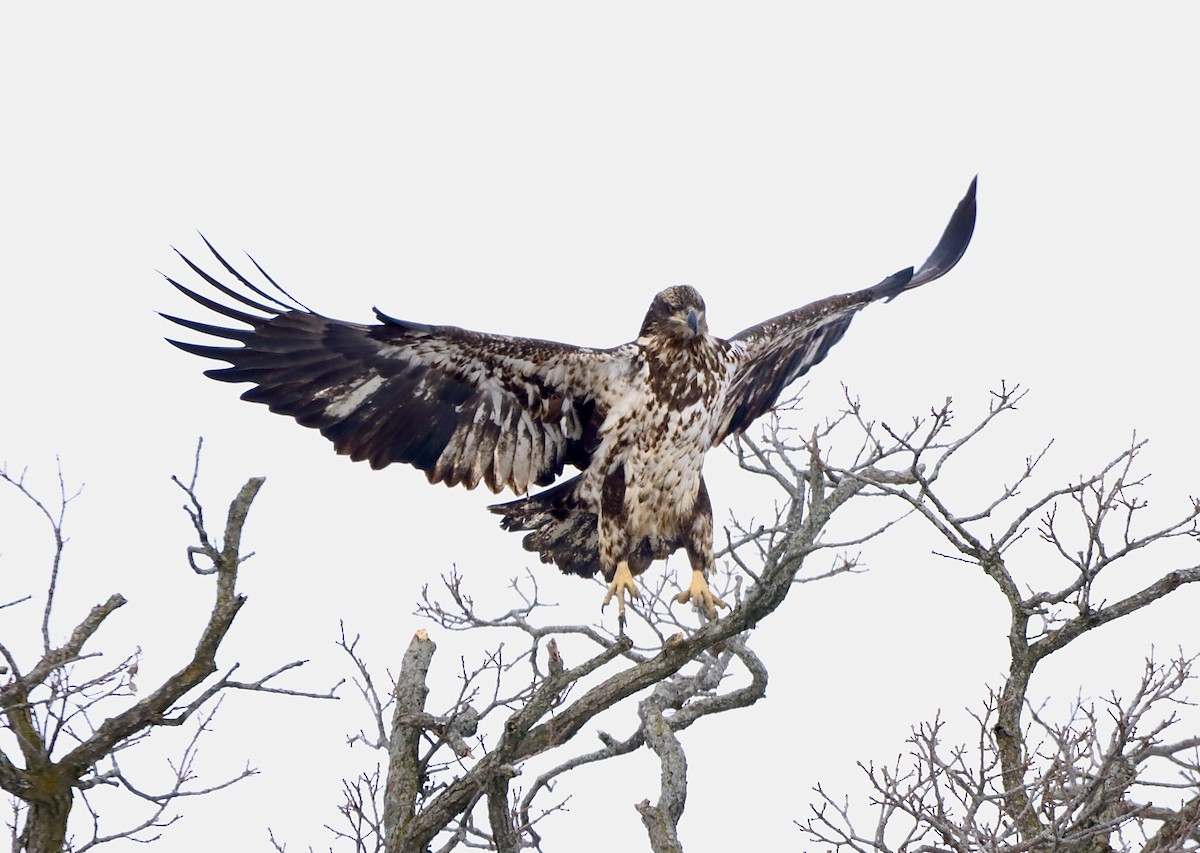 Bald Eagle - ML628093022