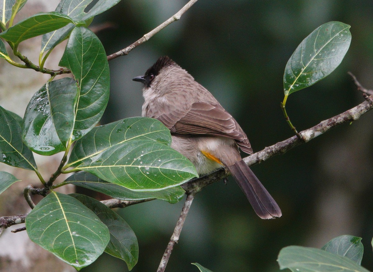 Bulbul Ventridorado - ML628093027