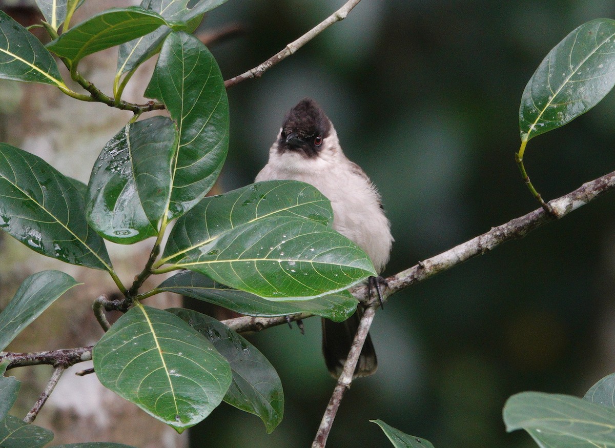 Bulbul Ventridorado - ML628093034