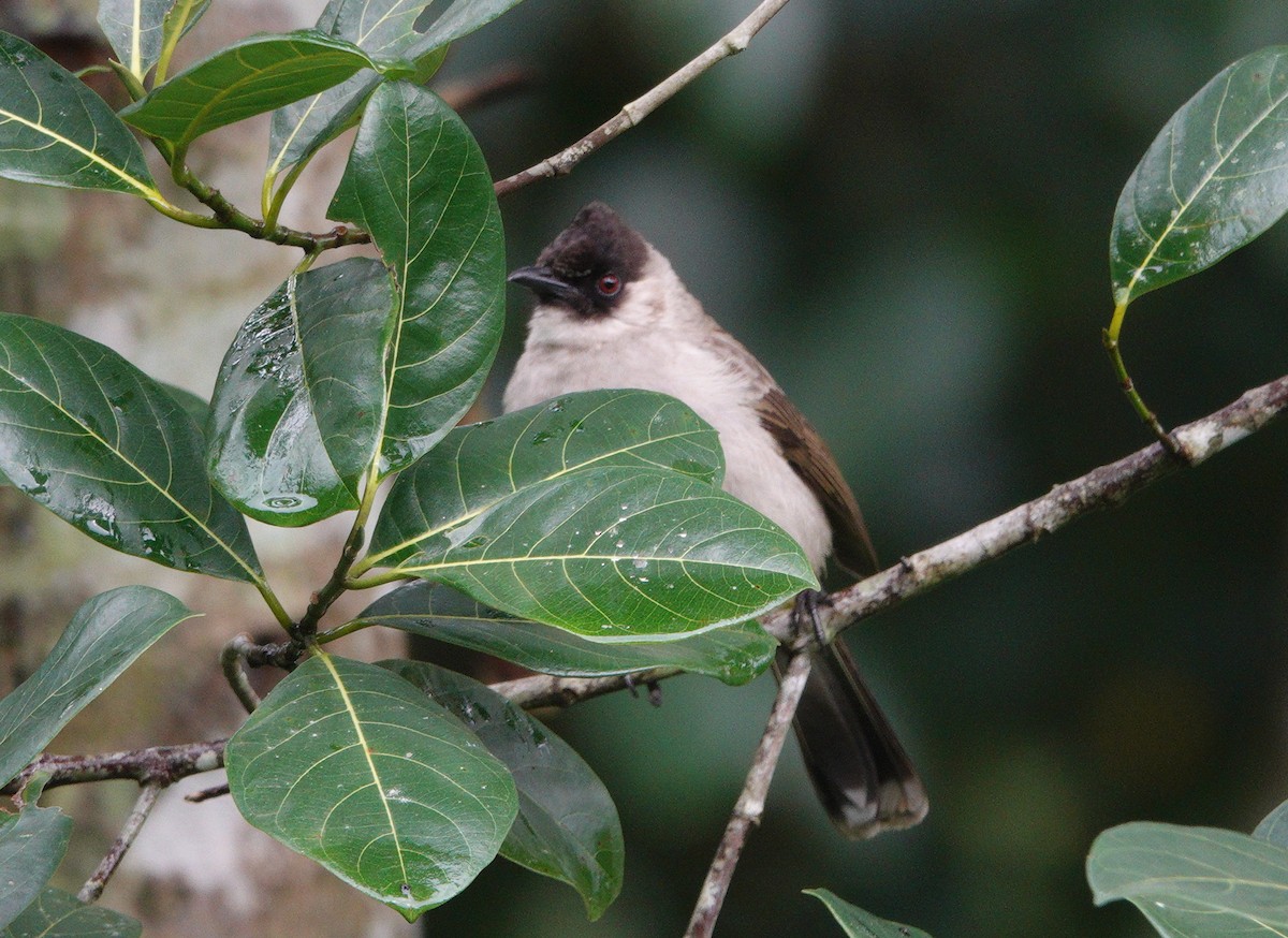 Bulbul Ventridorado - ML628093041