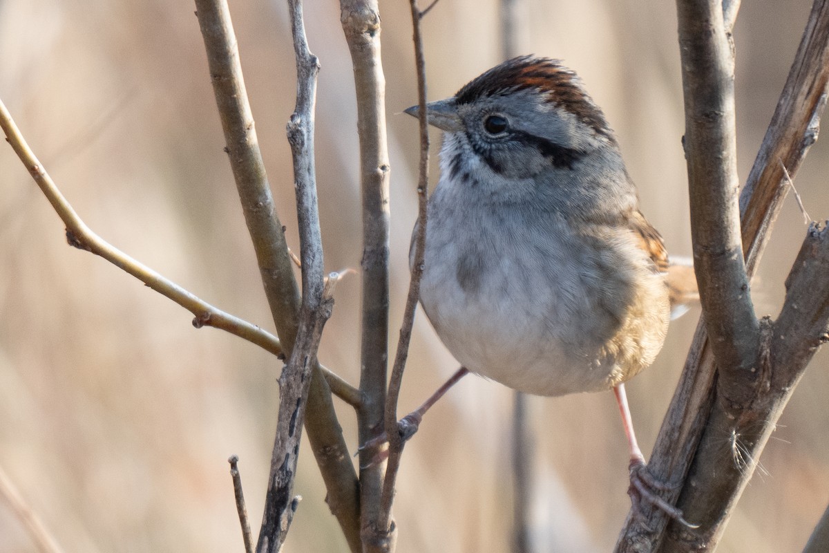 Swamp Sparrow - ML628093144