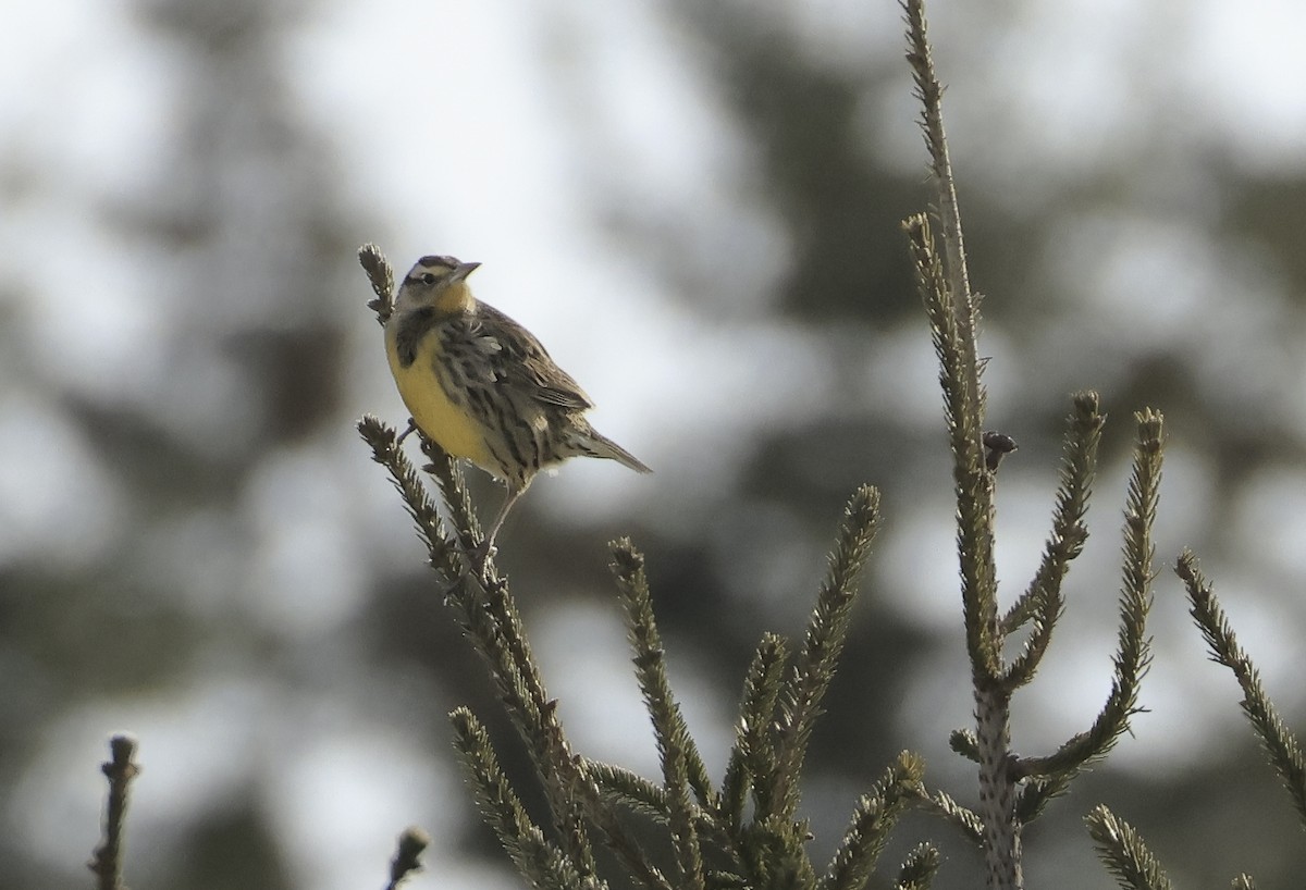 Eastern Meadowlark - ML628093193