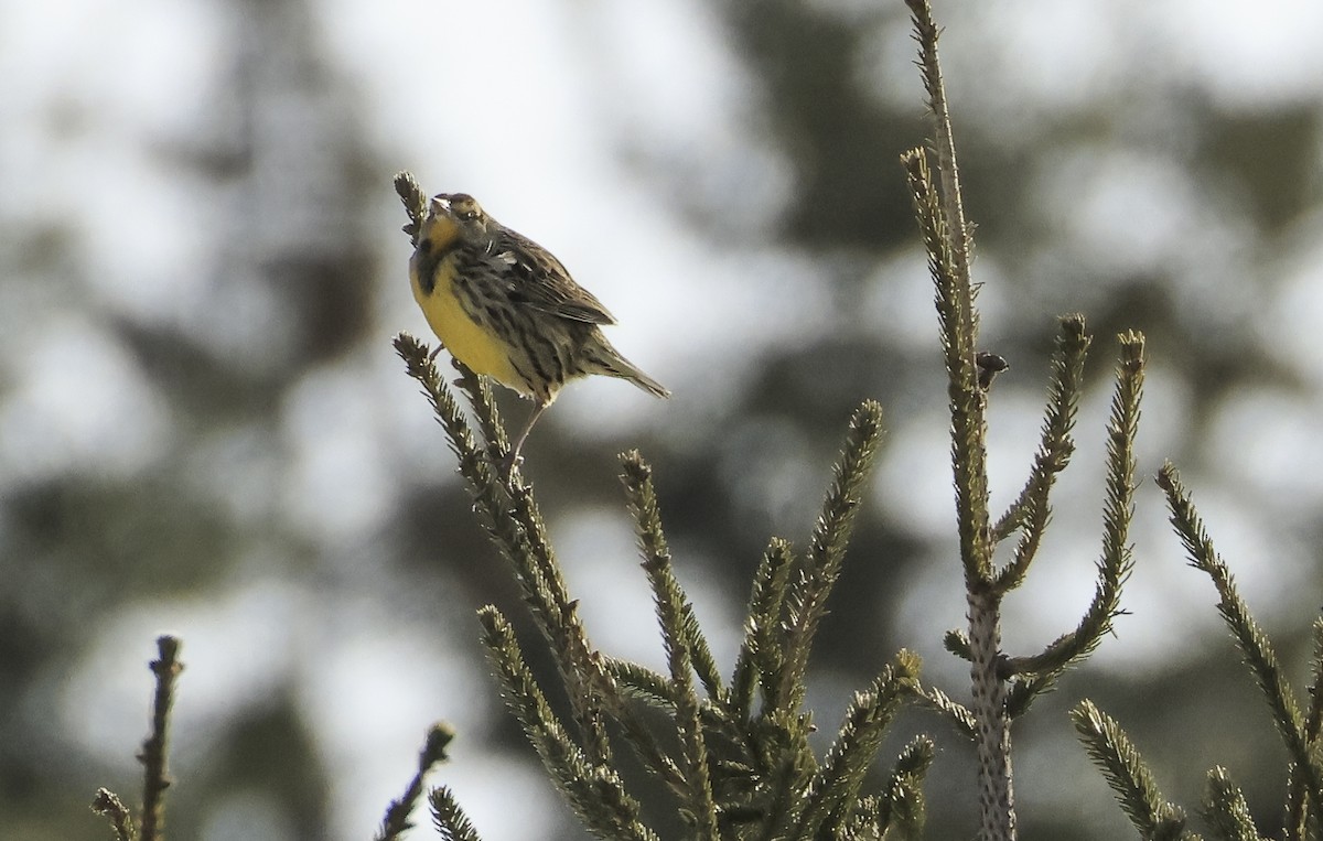 Eastern Meadowlark - ML628093194