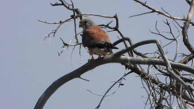 Lesser Kestrel - ML628093225