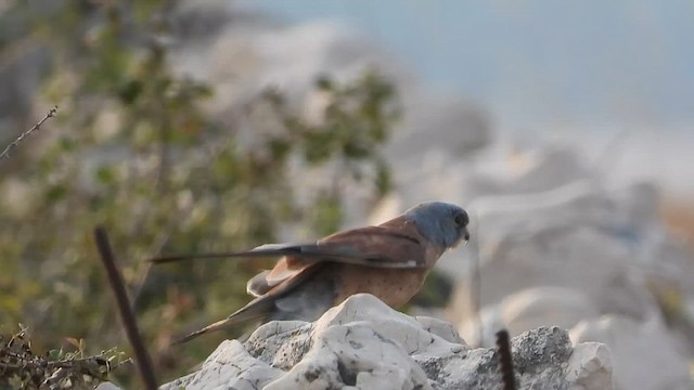 Lesser Kestrel - ML628093308