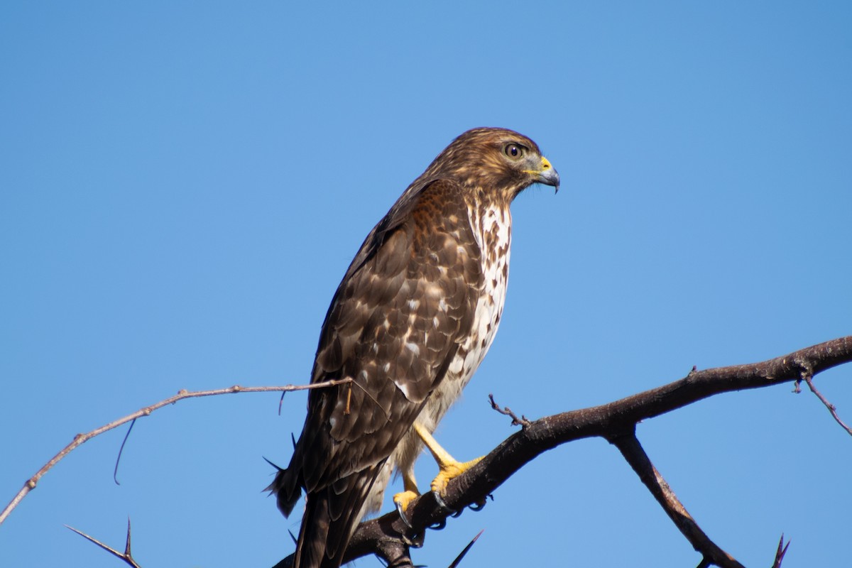 Rotschwanzbussard - ML628093357