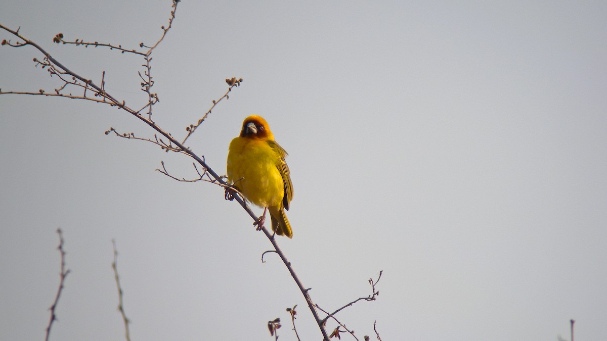 Rüppell's Weaver - ML628093390