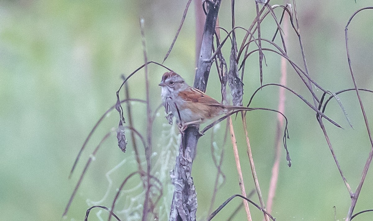 Swamp Sparrow - ML628093430