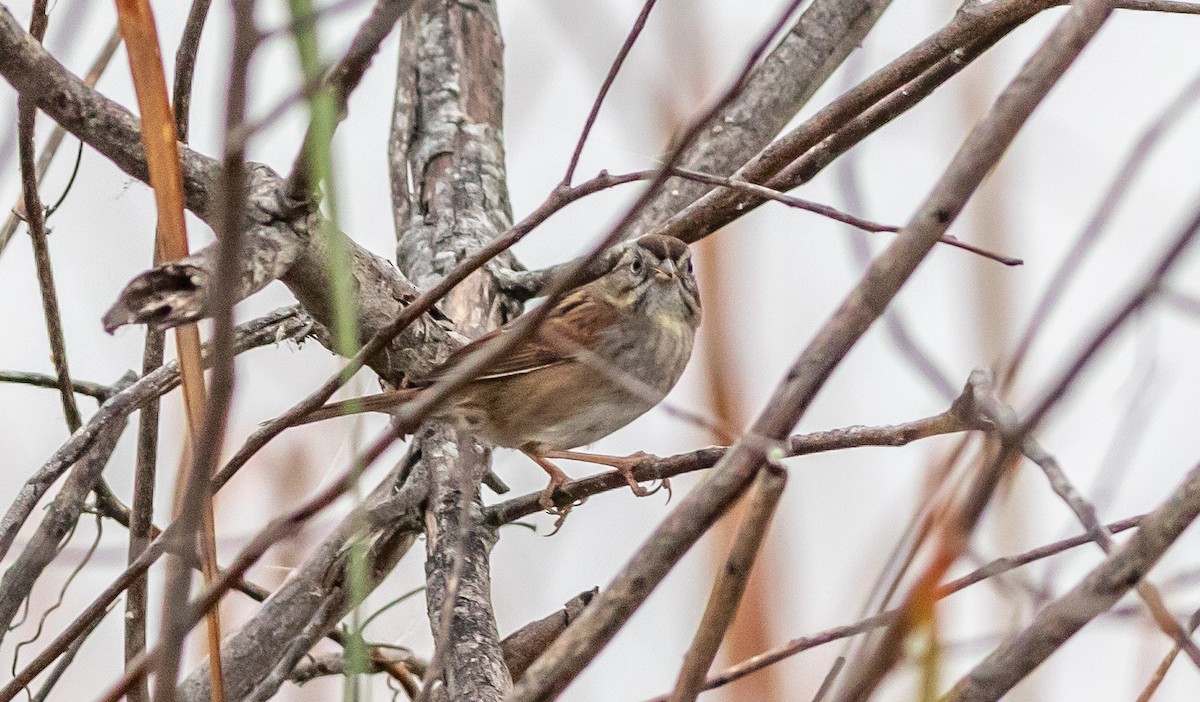 Swamp Sparrow - ML628093431