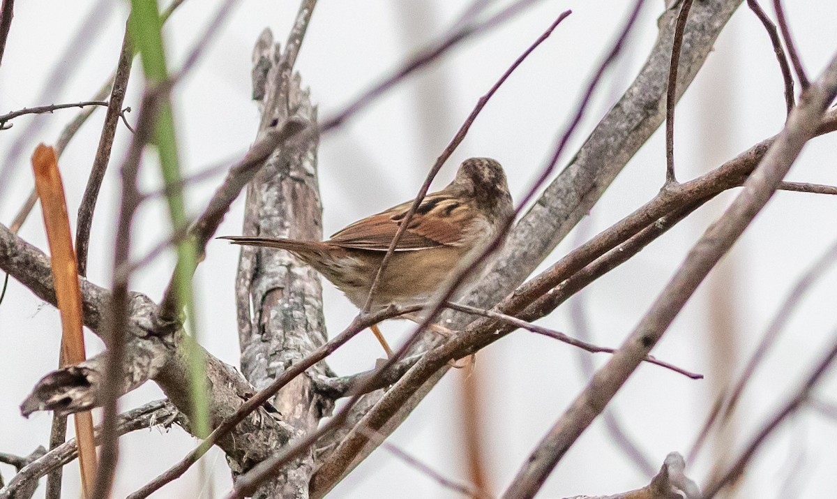 Swamp Sparrow - ML628093432