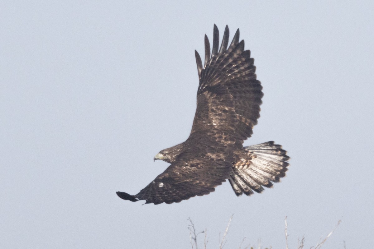 Red-tailed Hawk (Harlan's) - ML628093572