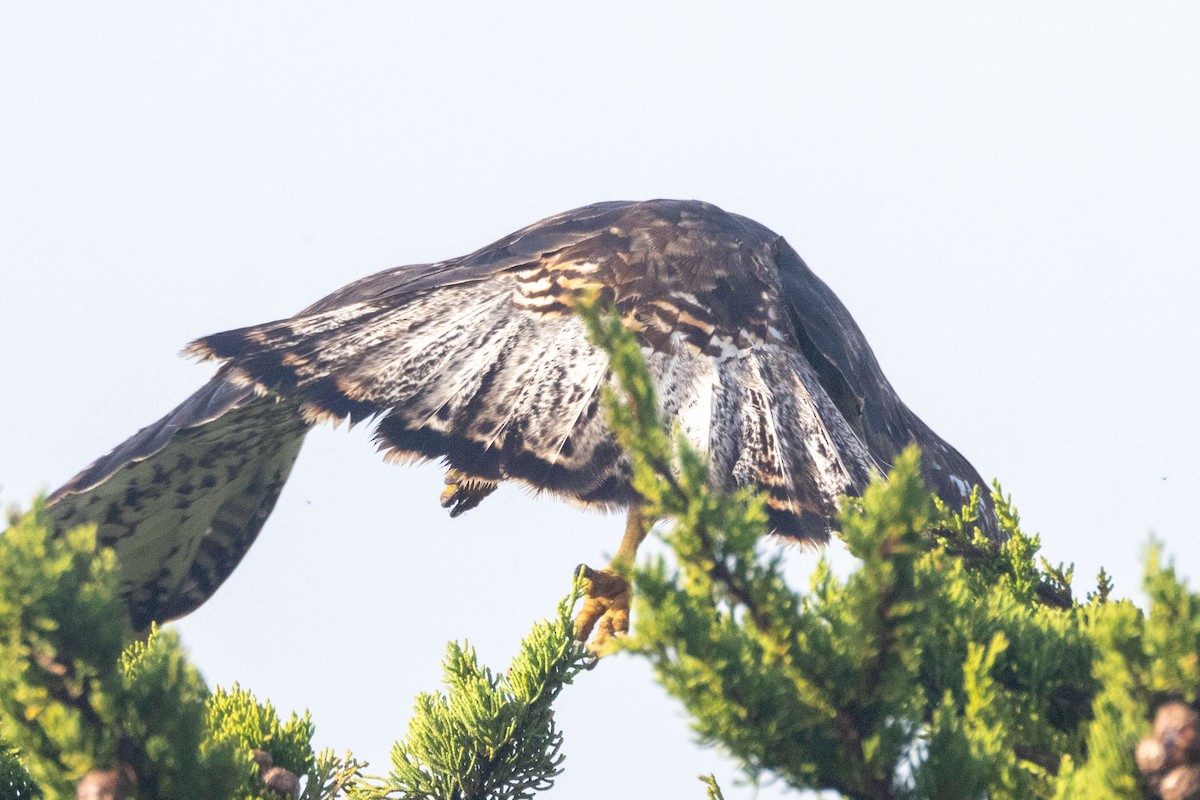 Red-tailed Hawk (Harlan's) - ML628093573