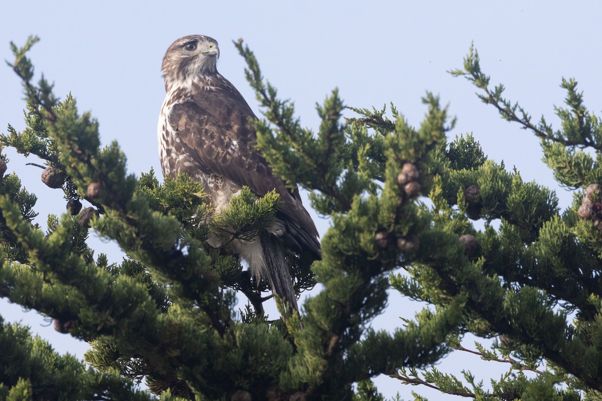 Red-tailed Hawk (Harlan's) - ML628093574