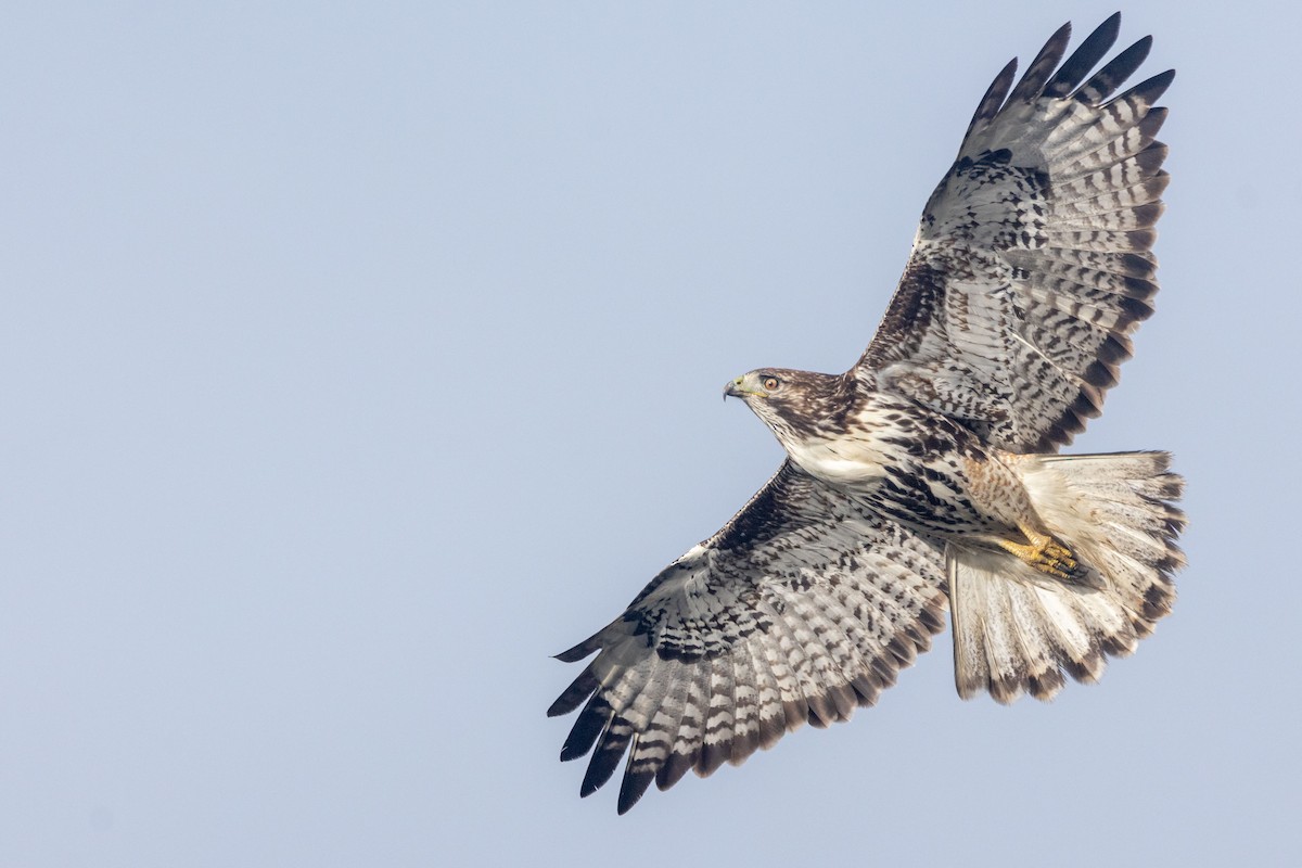 Red-tailed Hawk (Harlan's) - ML628093575