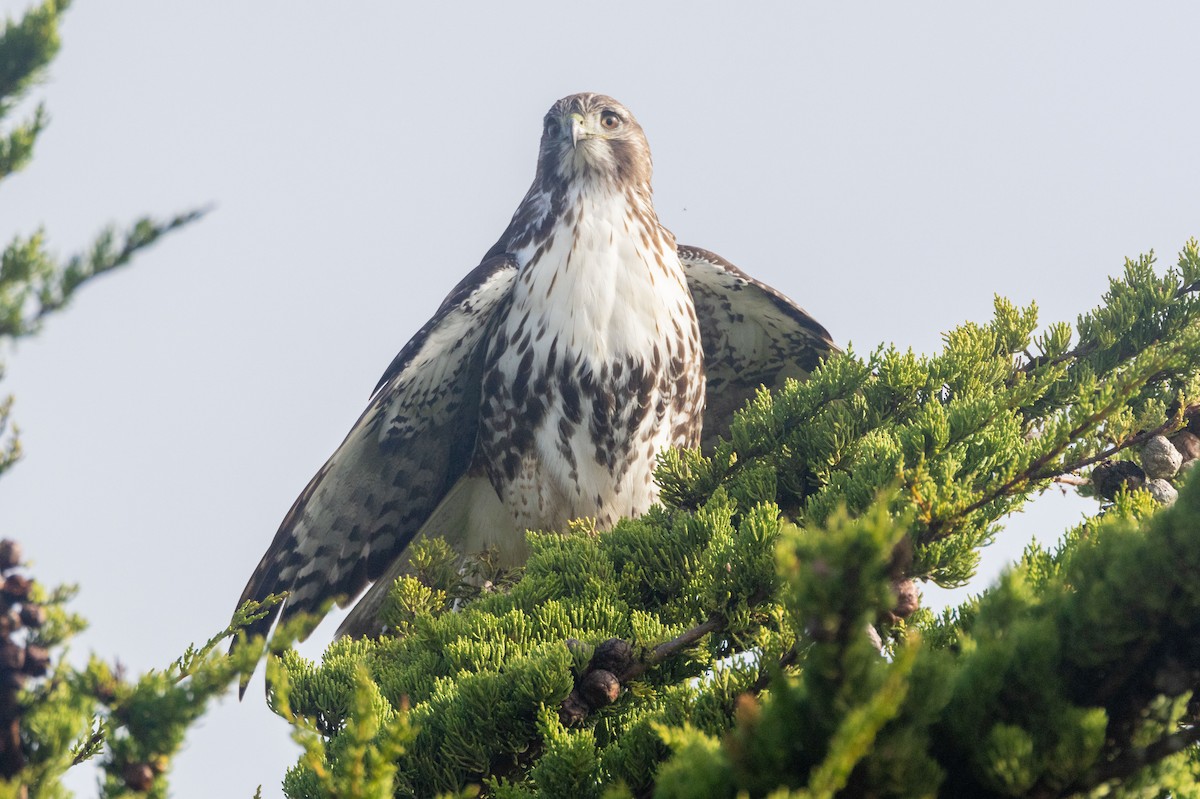 Red-tailed Hawk (Harlan's) - ML628093576