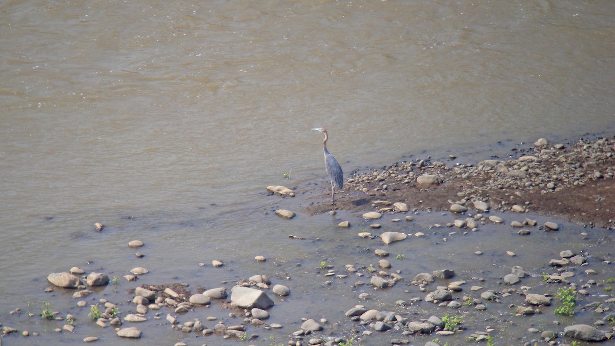 Goliath Heron - ML628093776