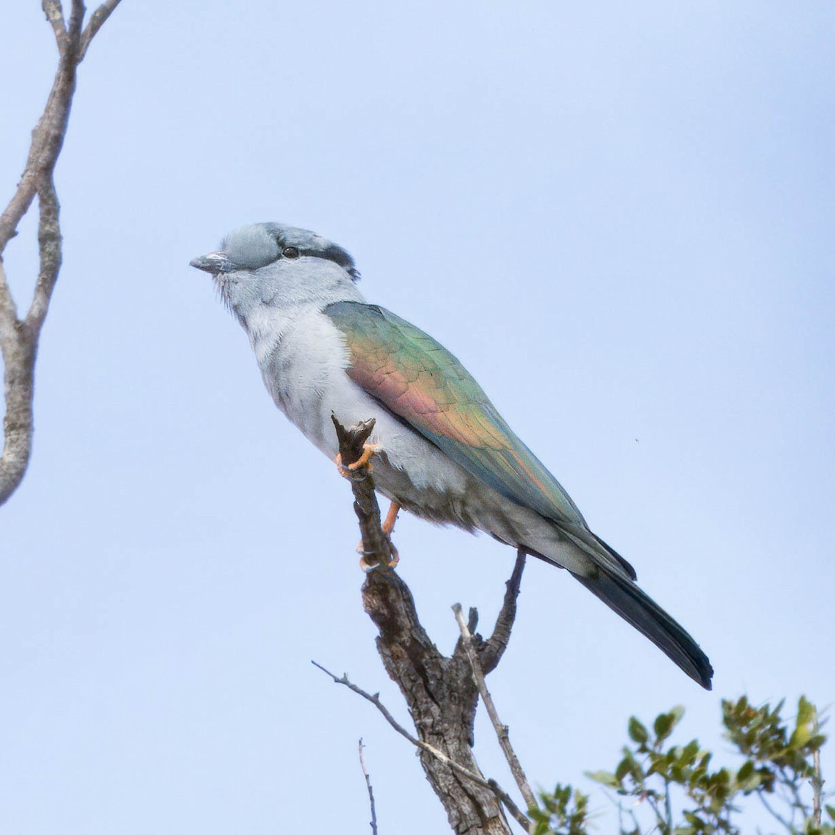 Cuckoo-roller - ML628093789