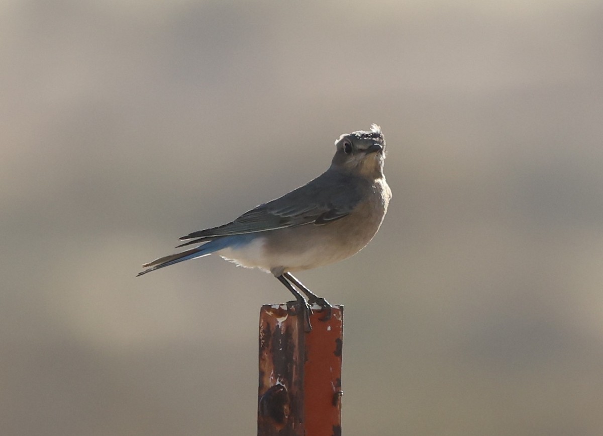 Mountain Bluebird - ML628093854