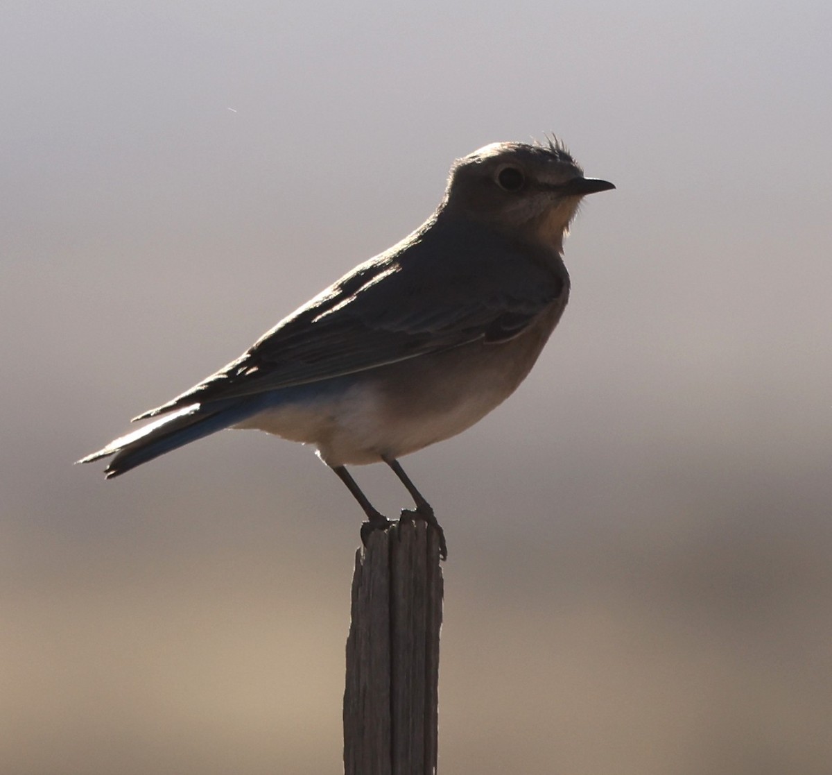 Mountain Bluebird - ML628093855