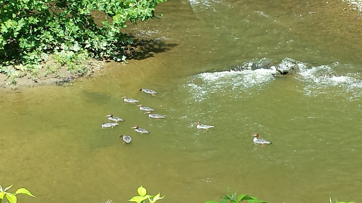 Common Merganser - ML62809391