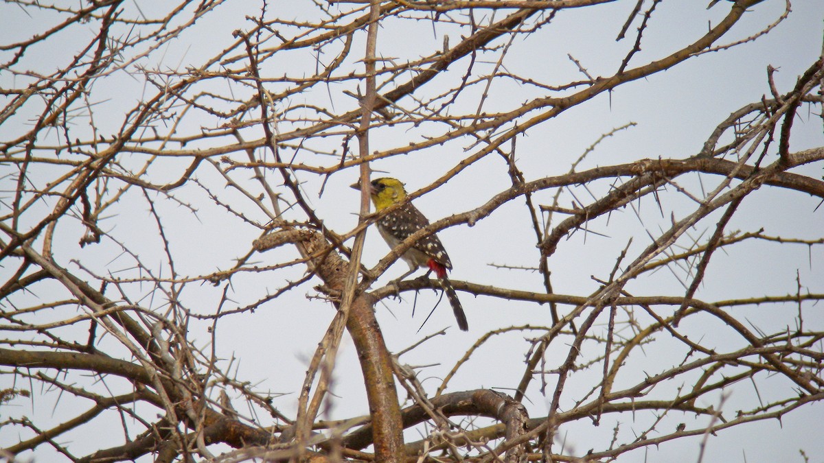 Yellow-breasted Barbet - ML628093912