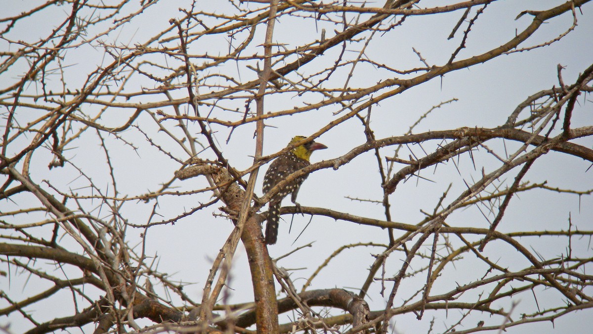 Yellow-breasted Barbet - ML628093913