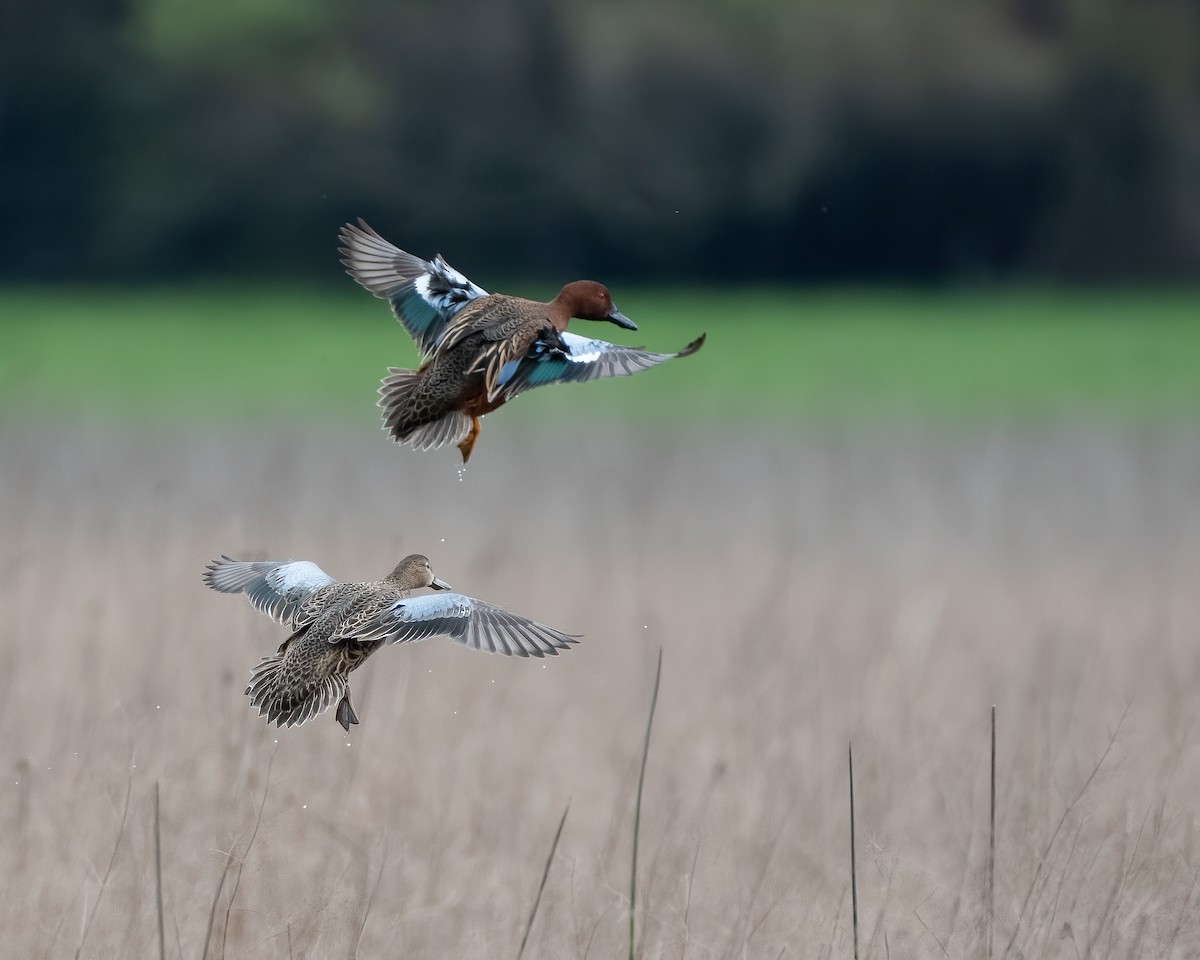 Cinnamon Teal - ML628093965