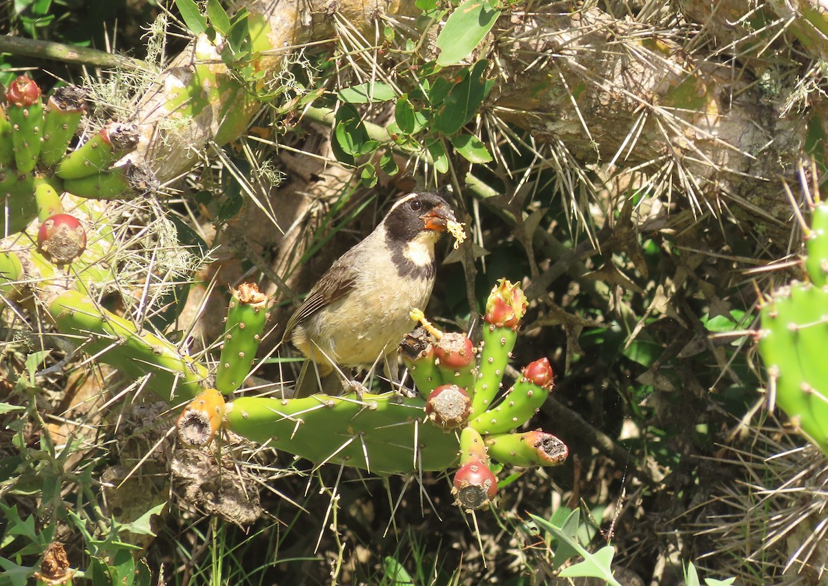 Golden-billed Saltator - ML628094032