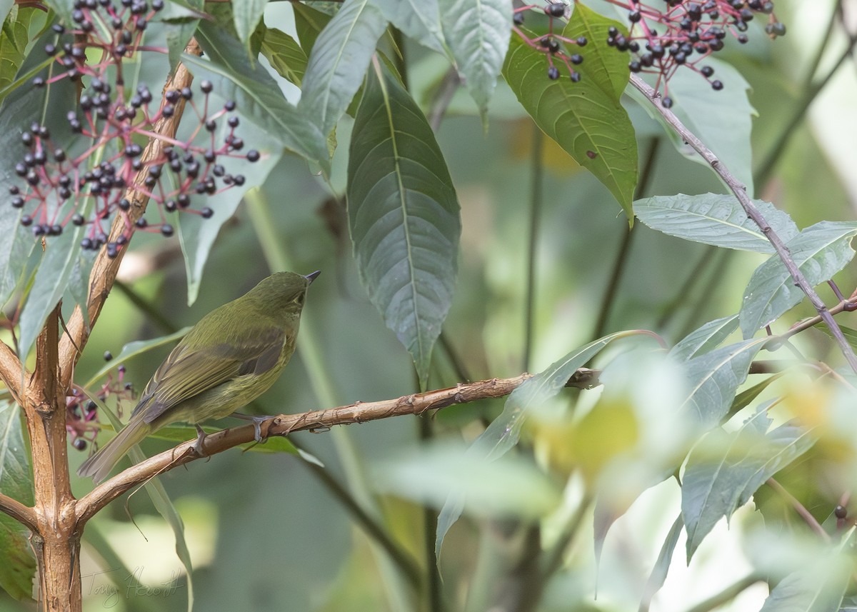 Olive-streaked Flycatcher - ML628094075