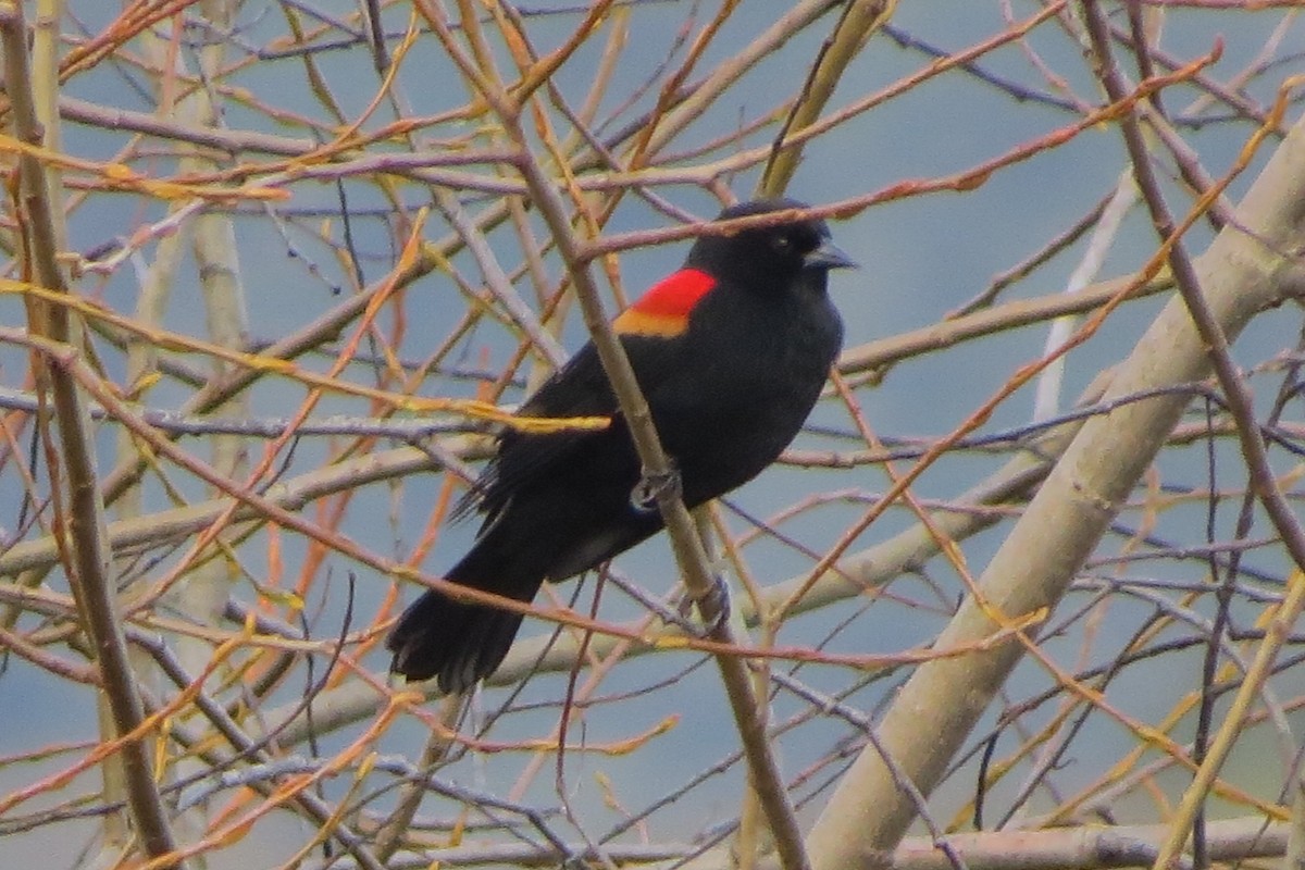 Red-winged Blackbird - ML628094107