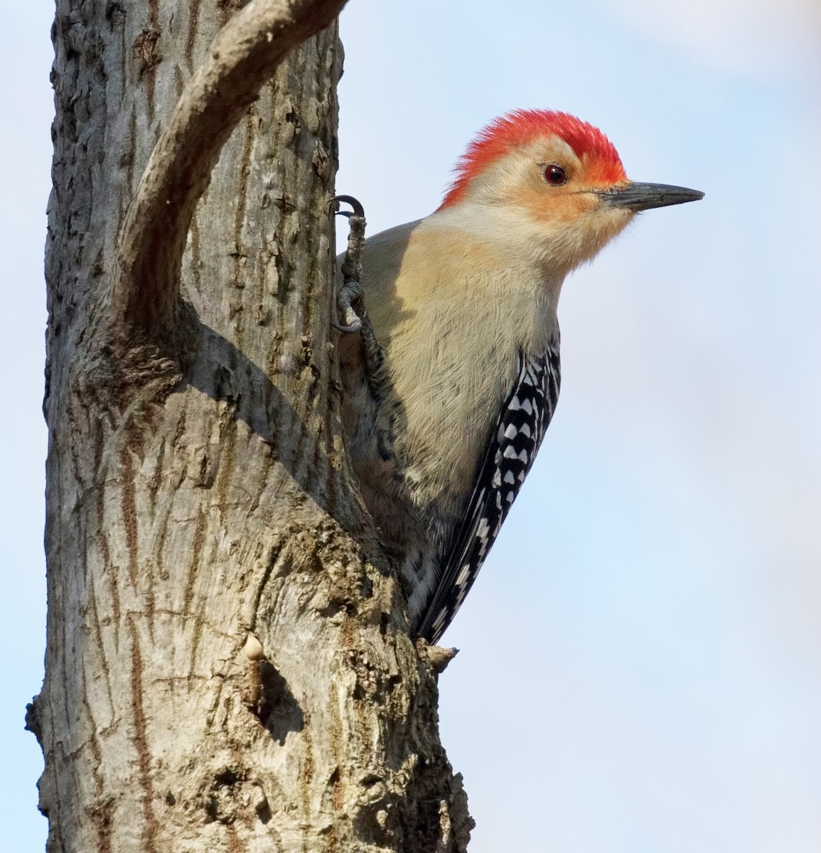 Red-bellied Woodpecker - ML628094128