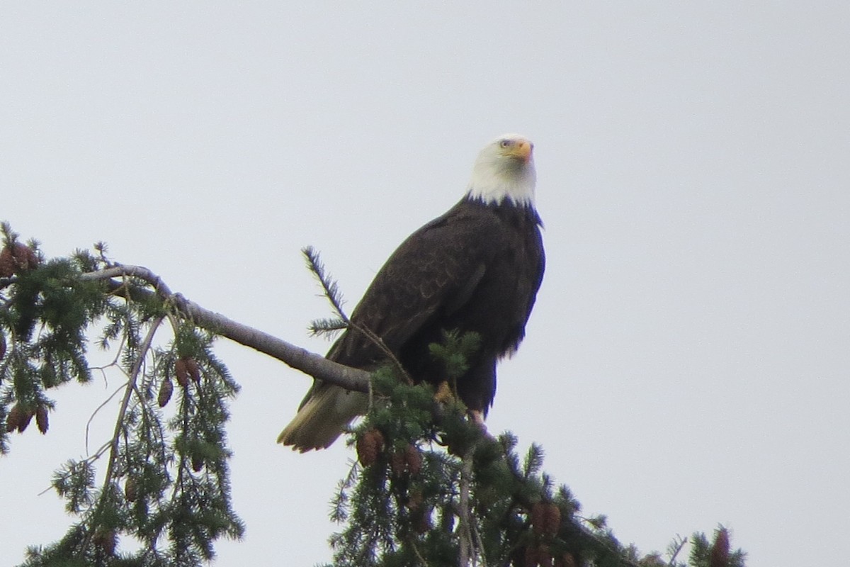 Bald Eagle - ML628094136