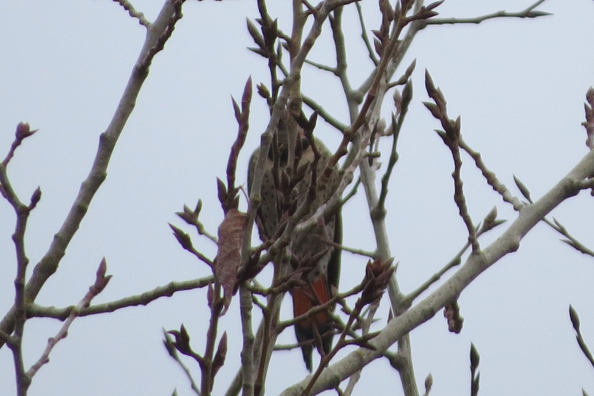 Northern Flicker - ML628094171