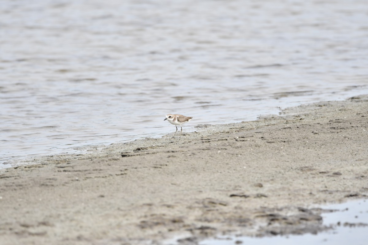 Kentish Plover - ML628094188