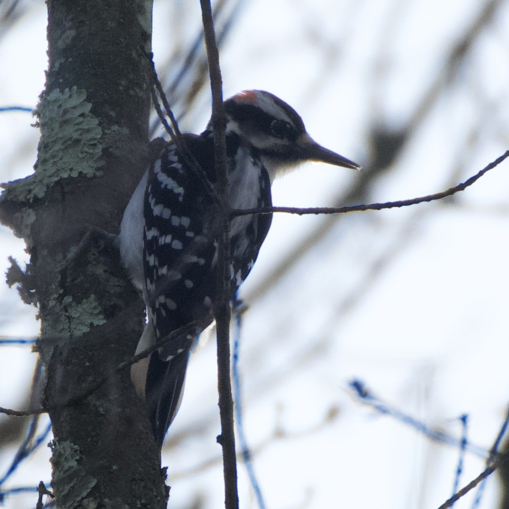 Hairy Woodpecker - ML628094286