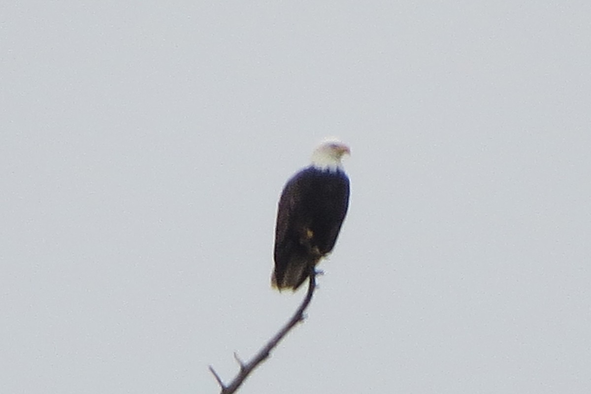 Bald Eagle - ML628094289