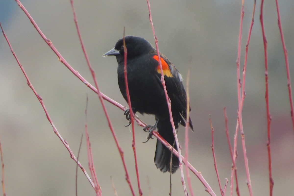 Red-winged Blackbird - ML628094331