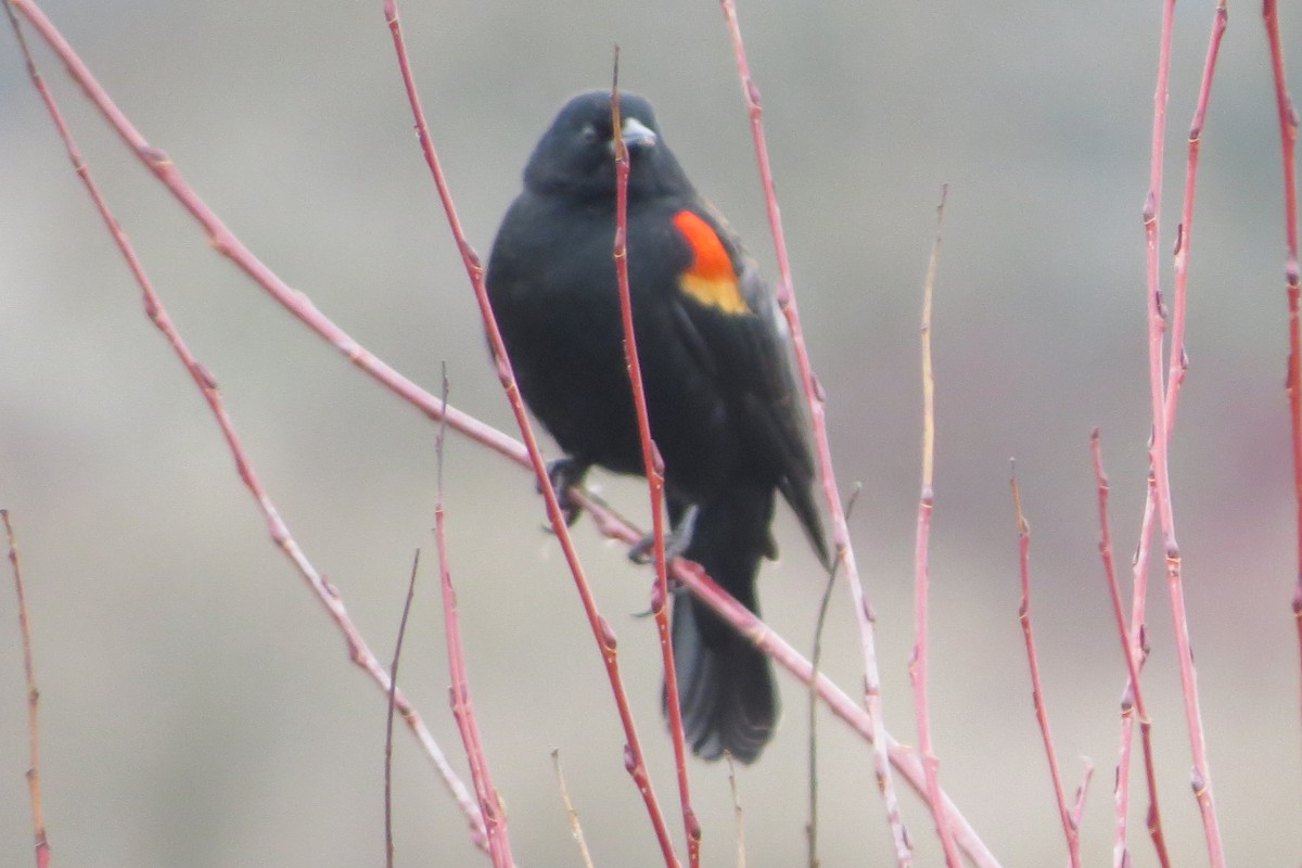 Red-winged Blackbird - ML628094332