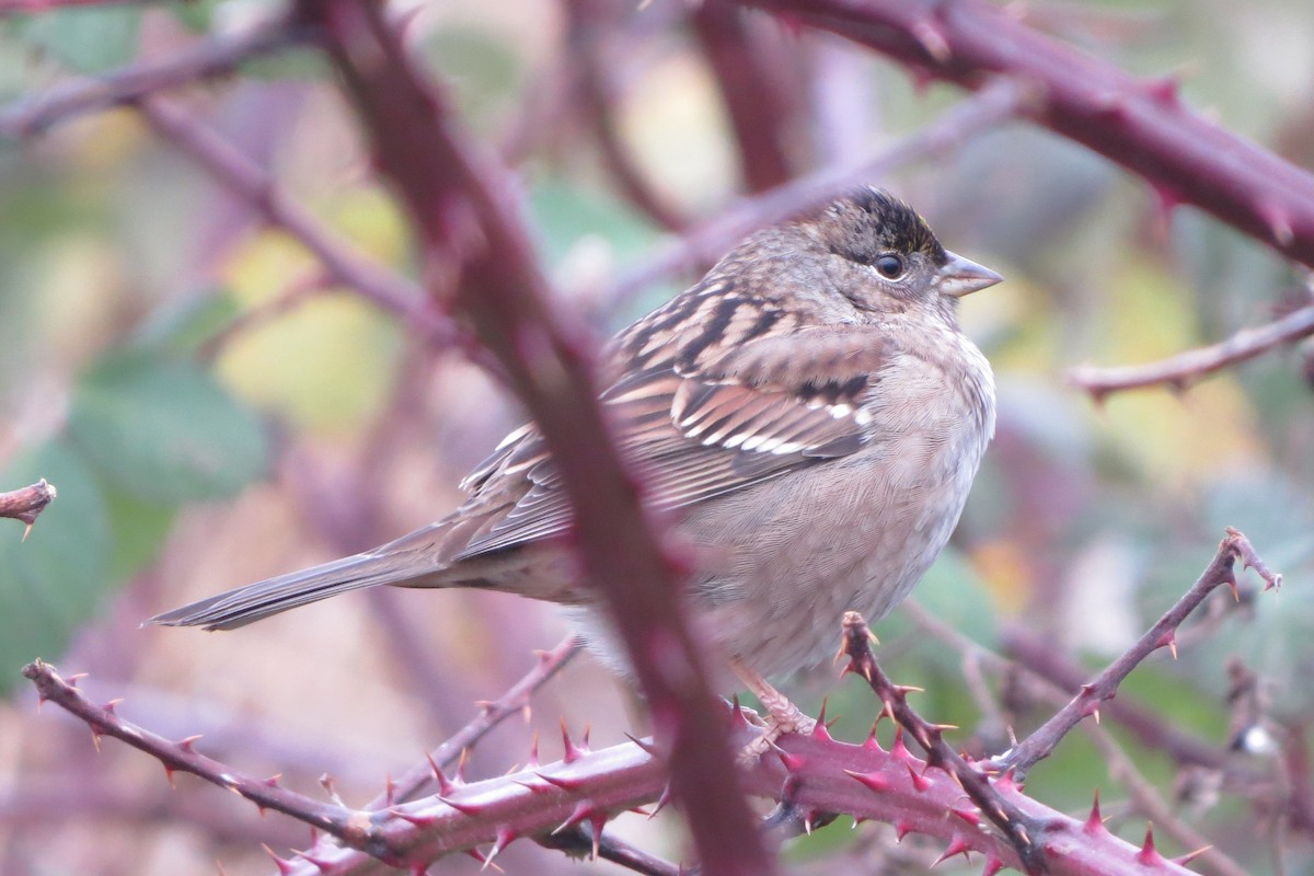 Golden-crowned Sparrow - ML628094353