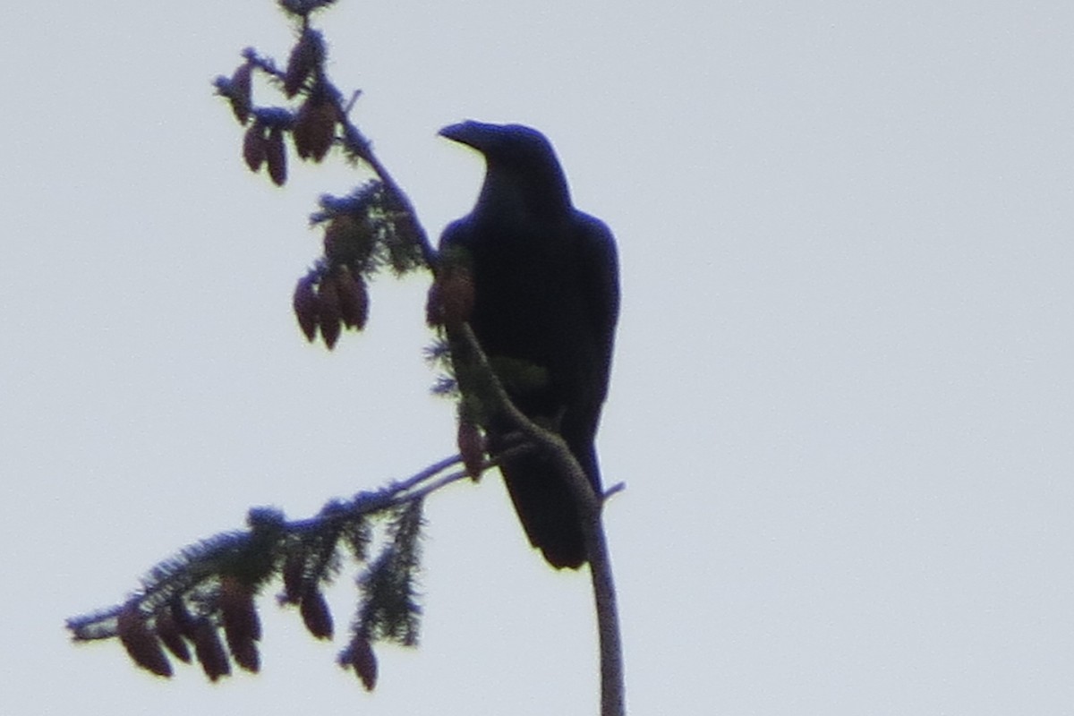 Common Raven - ML628094371