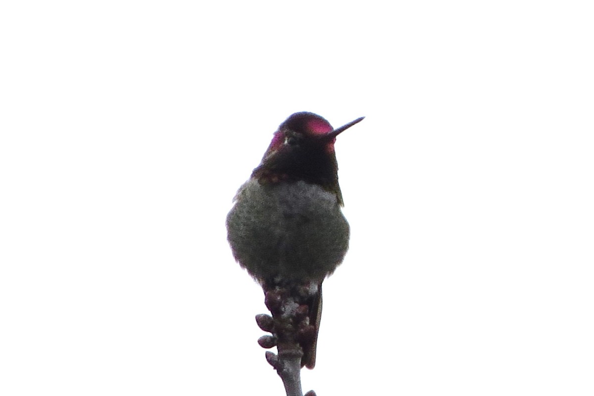 Anna's Hummingbird - ML628094385