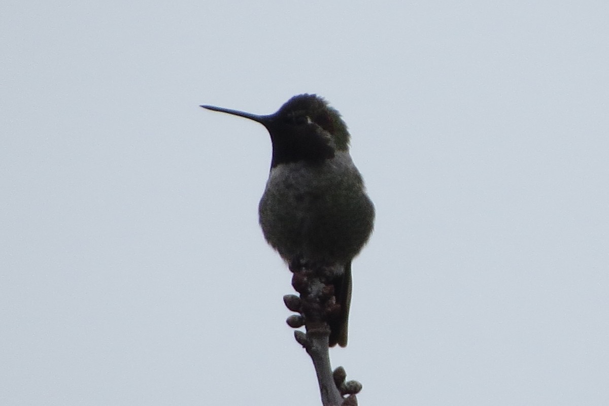 Anna's Hummingbird - ML628094386