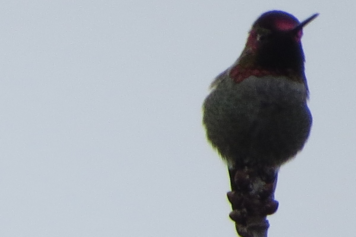 Anna's Hummingbird - ML628094388