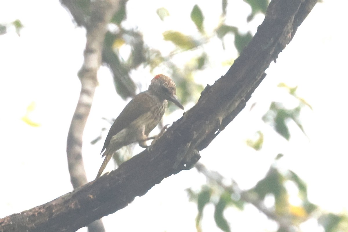 Mombasa Woodpecker - ML628094535