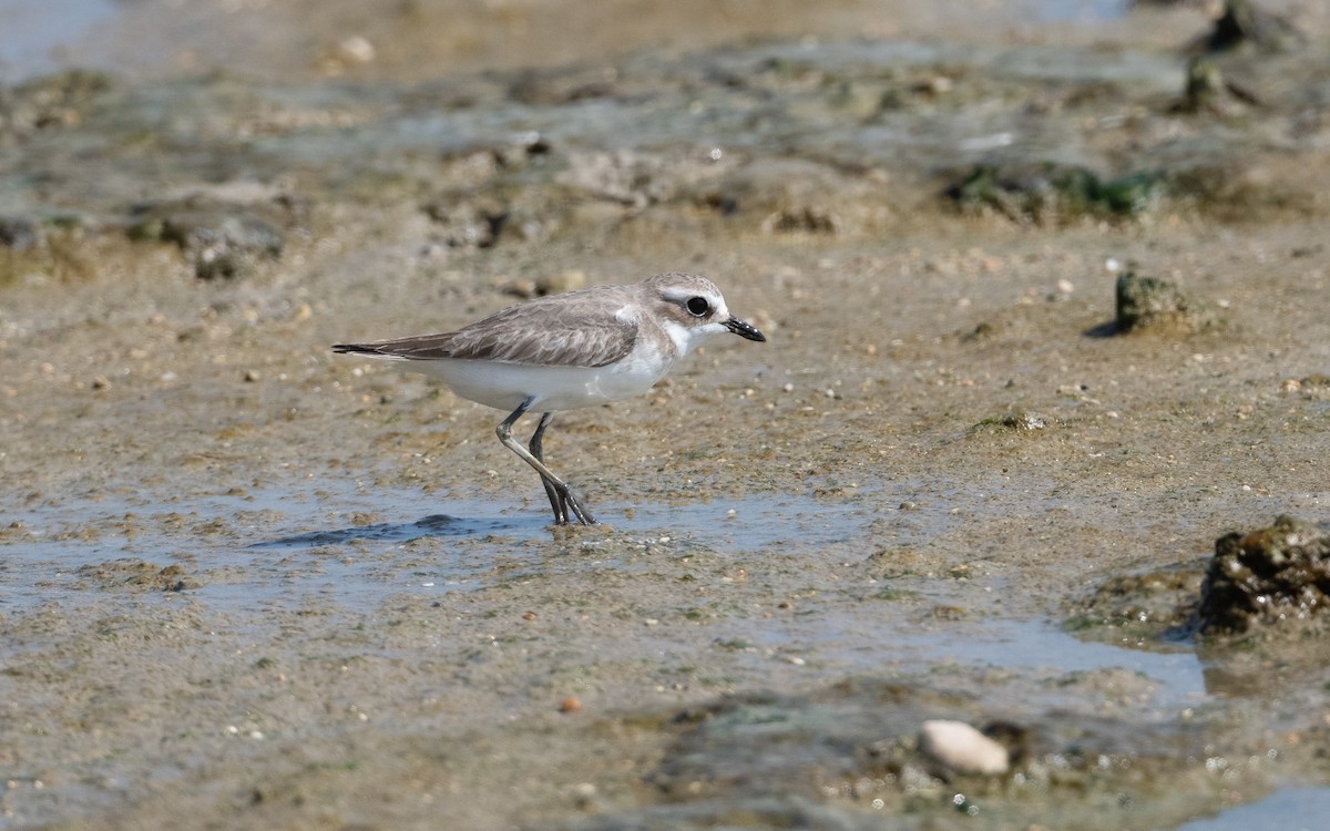 Tibetan Sand-Plover - ML628094588