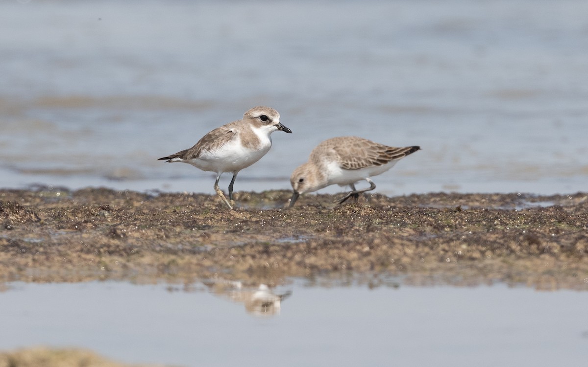 Tibetan Sand-Plover - ML628094604