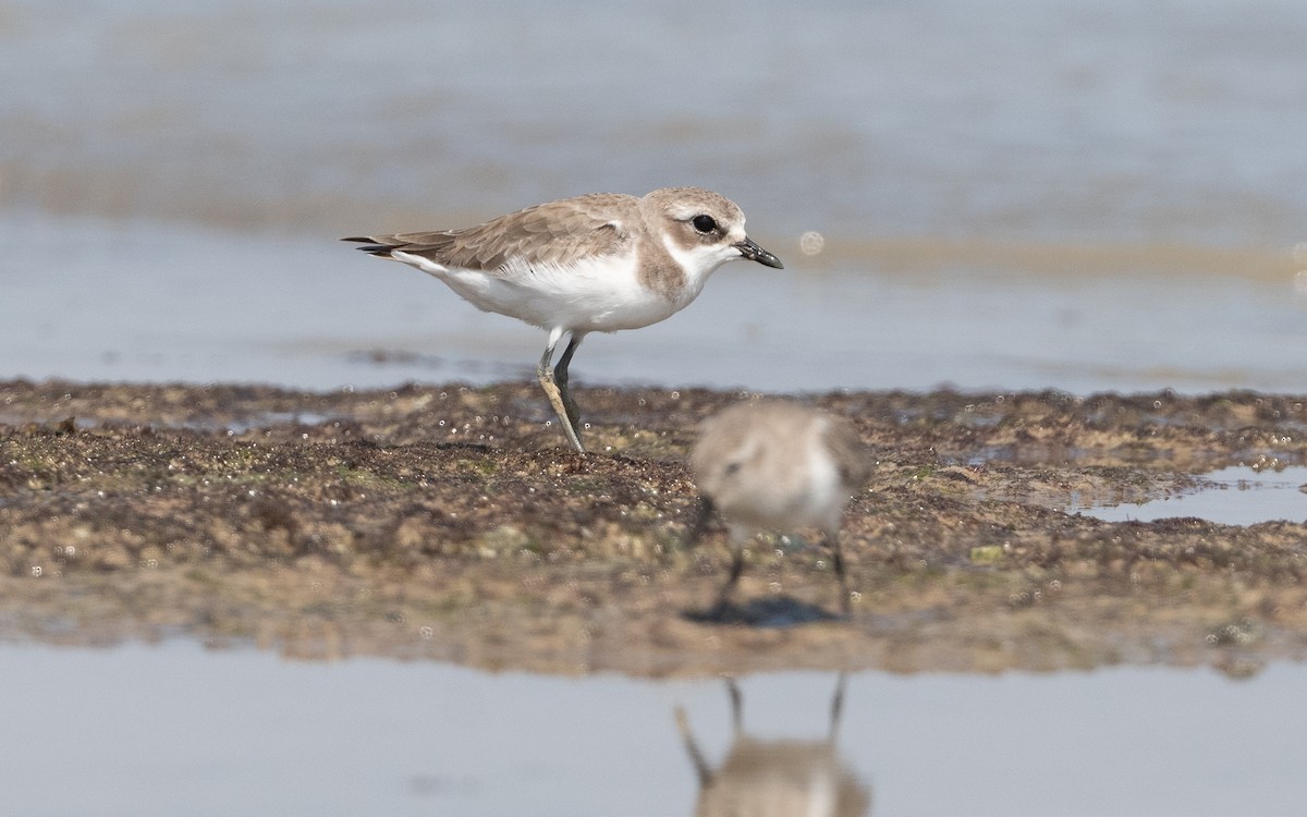 Tibetan Sand-Plover - ML628094609