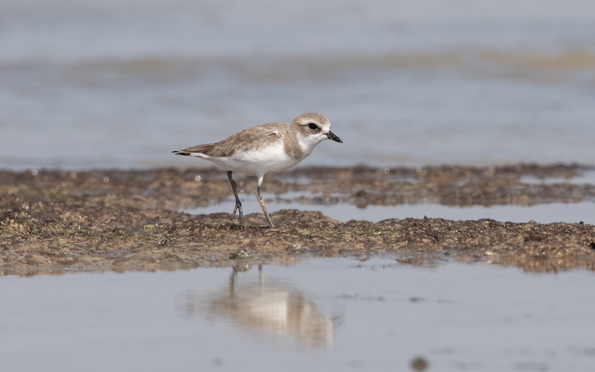 Tibetan Sand-Plover - ML628094625