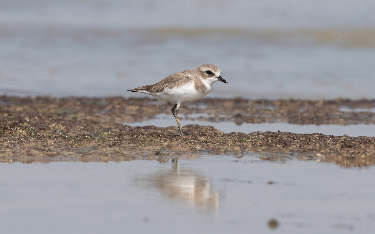 Tibetan Sand-Plover - ML628094636